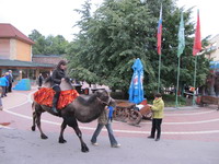 По случаю праздника гостей катают на верблюде.jpg